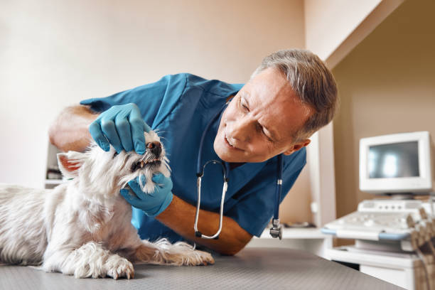 Best Mobile Emergency Dentist in Fort Carson, CO